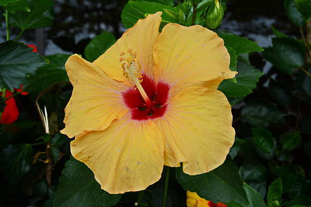 istock beautiful yellow hibiscus 621846406