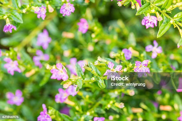 Purple Flower False Heather Stock Photo - Download Image Now