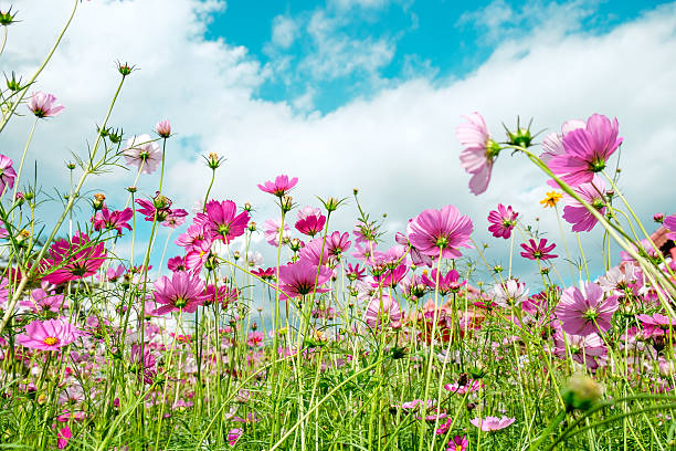 cosmos flor cor rosa branco no céu azul campo - single flower flower pink macro - fotografias e filmes do acervo