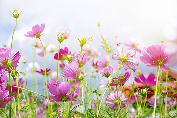 코스모스 꽃 낮은 각도와 작은 꿀벌 - ornamental garden multi colored white pink 뉴스 사진 이미지