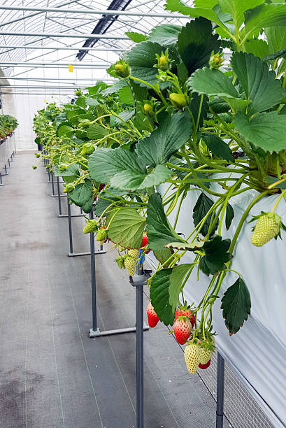 istock Strawberry fruit in nursery plantation at japan 621848912