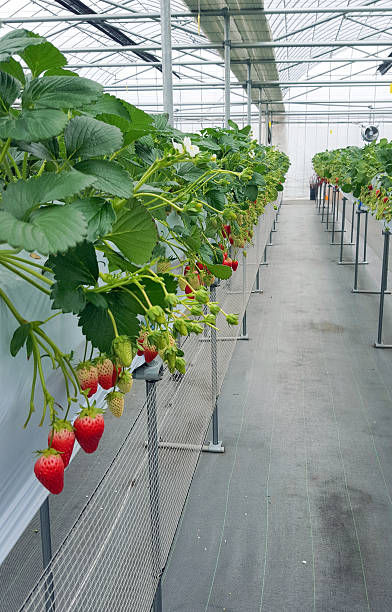 istock Strawberry fruit in nursery plantation at japan 621848996