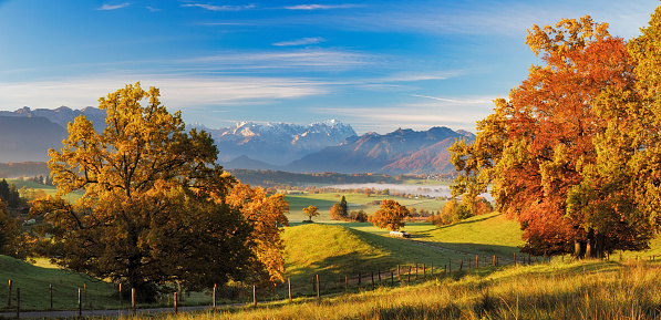 Lonely cow in autumn at Riegsee with Zugspitze in Background