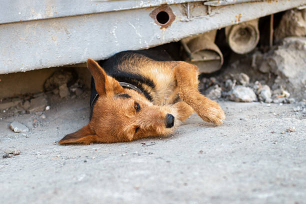 istock dog comes out from under the rubble of collapsed  construction 621849152