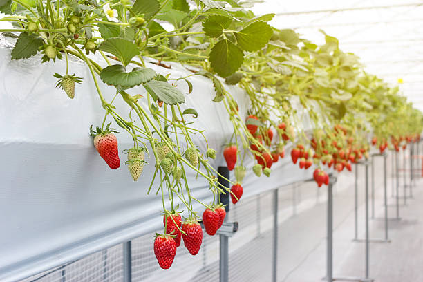 istock Strawberry fruit in nursery plantation at japan 621849214
