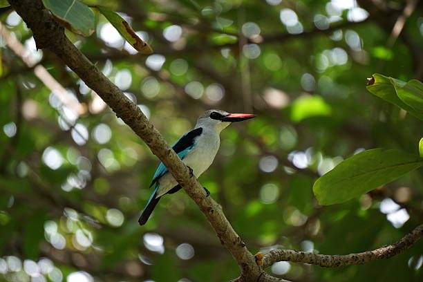 istock Woodland Kingfisher 621849366