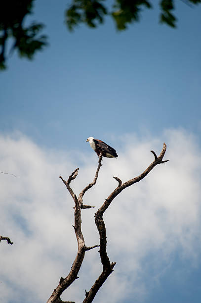 Fish eagle sitting in a tree Fish eagle sitting in a tree in Linyanti Game Reserve. Chobe National Park, Botswana, Africa. thorn bush stock pictures, royalty-free photos & images