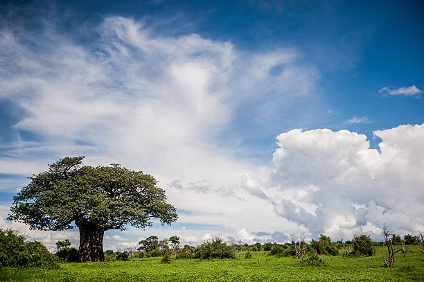 Botswana Landscapes Landscape of bright green grasslands with Boabab tree and clouded bright blue skies in background. Chobe National Park, Botswana, Africa. boabab tree stock pictures, royalty-free photos & images