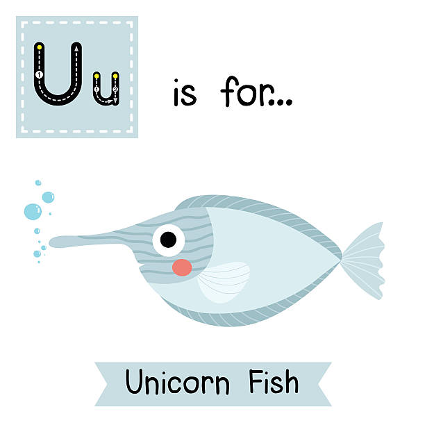 Letter U tracing. Unicorn Fish. U letter tracing. Unicorn Fish. Cute children zoo alphabet flash card. Funny cartoon animal. Kids abc education. Learning English vocabulary. Vector illustration. unicorn fish stock illustrations