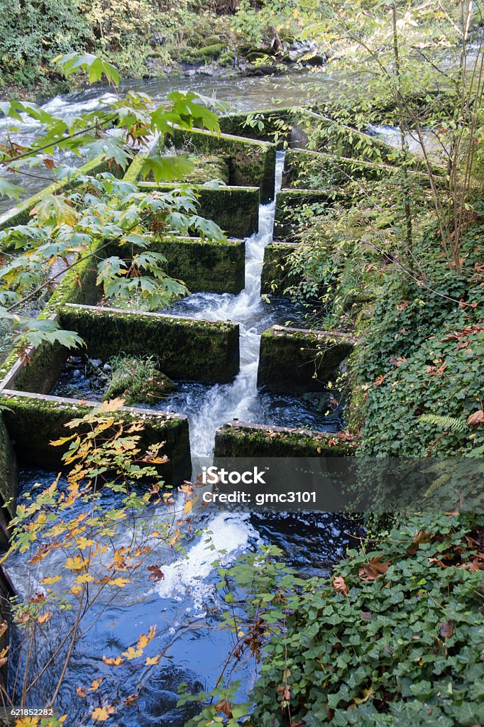 Fish Ladder Beautiful Pacific Northwest Fish Ladder 3 Stock Photo - Download Image Now ...