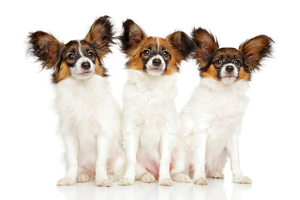 istock Group of Papillon dog puppies 621852356