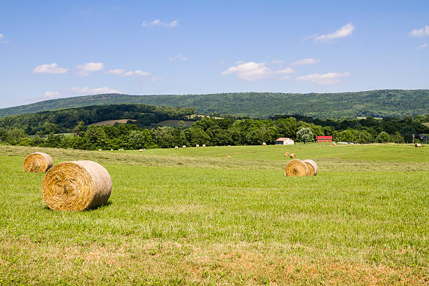 istock Field of Hay Bales 621852394