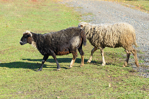 istock Two sheep crossing the road on a green lawn 621852400
