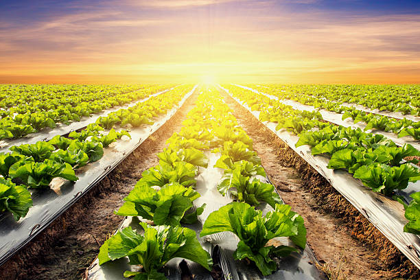 istock lettuce plant on field vegetable and agriculture sunset 621853138