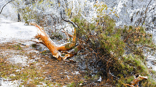 branche de pin tombée dans la forêt d’hiver - tree broken branch dividing photos et images de collection