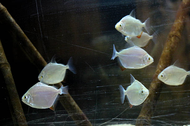 istock Beautiful fish in the aquarium 621854102