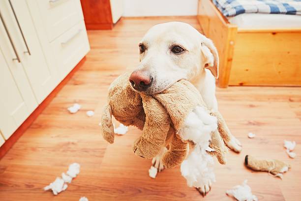 Naughty dog Naughty dog home alone - yellow labrador retriever destroyed the plush toy and made a mess in the apartment dog-tearing stock pictures, royalty-free photos & images