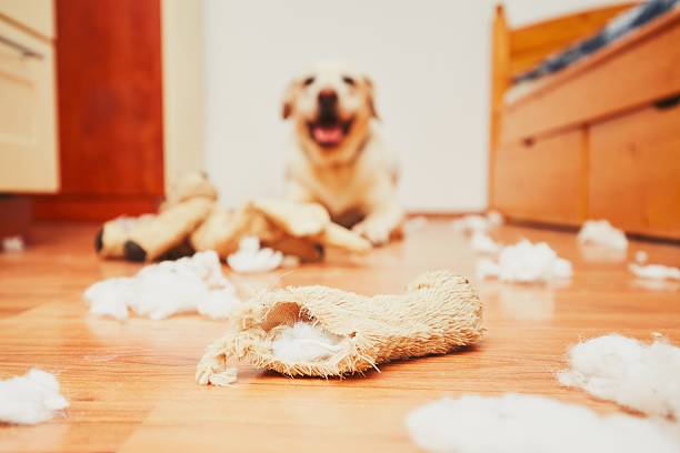 niegrzeczna pies - dog home interior loneliness destruction zdjęcia i obrazy z banku zdjęć
