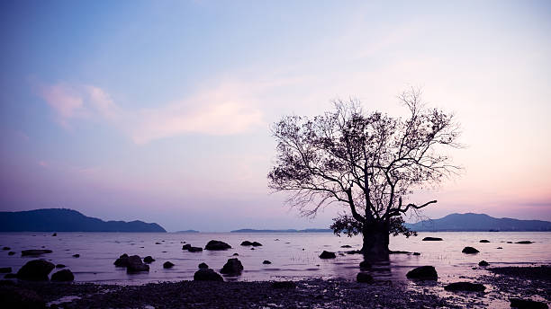 istock Silhouette mangrove tree in the sea with sky at sunset. 621855232
