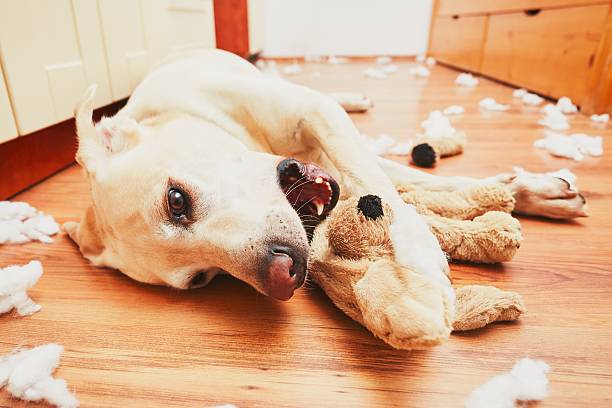 naughty dog - dog home interior loneliness destruction стоковые фото и изображения