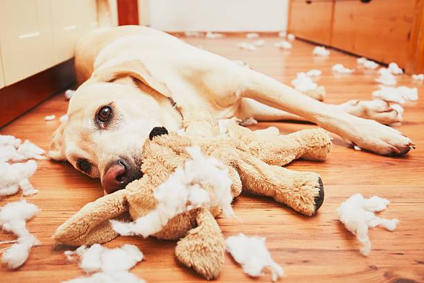 Naughty dog Naughty dog home alone - yellow labrador retriever destroyed the plush toy and made a mess in the apartment broken toy stock pictures, royalty-free photos & images