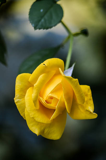istock amazing yellow rose close up 621855740