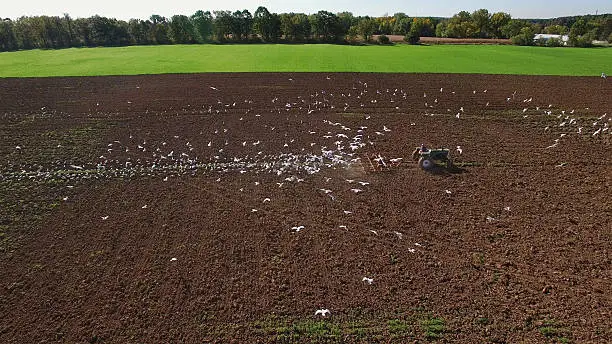 Photo of Stunning aerial view of seagulls feeding on worms behind tractor.