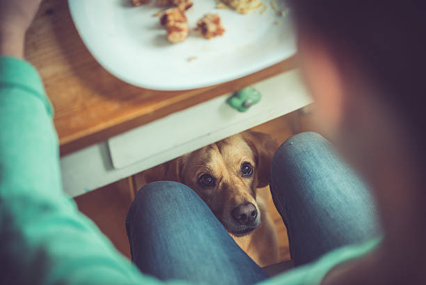 Dog under the table Dog under the table waiting for food staring stock pictures, royalty-free photos & images