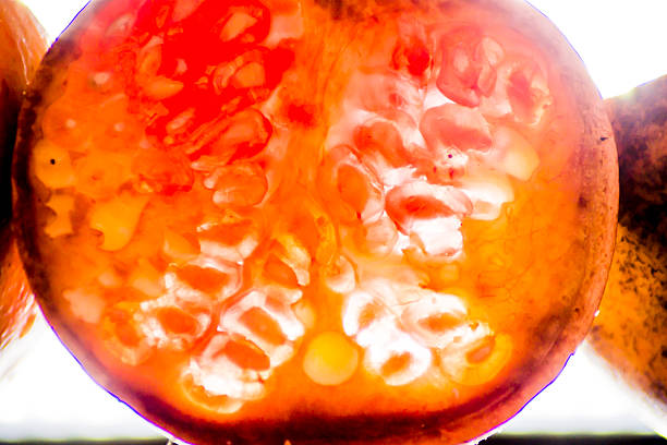 Detail of Tasty Pomegranate isolated backlit