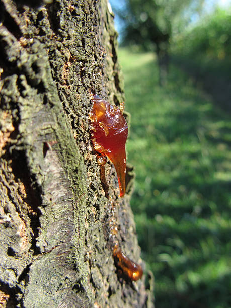 Closeup of pear tree excretion of gummy resin Closeup of pear tree excretion of gummy resin tree resin stock pictures, royalty-free photos & images