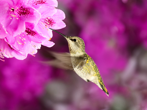 Female Anna's Hummingbird (Calypte anna) in flight feeding from Rhododendron flowers  against pink blurred floral background.