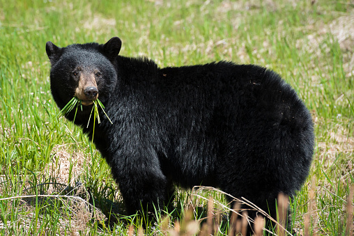 Bear, Ontario, Canada, Outdoors, Animal Wildlife, Killarney Provincial Park