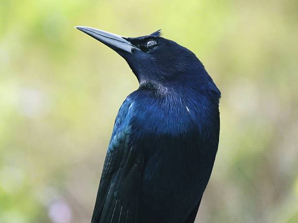 배죠 꼬리 grackle (quiscalus 소령) - quiscalus 뉴스 사진 이미지