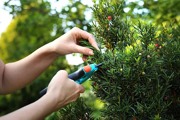 イチイ茂みの生け垣を形成する。 - planting tree human hand women ストックフォトと画像