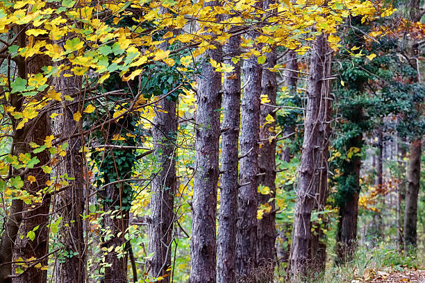 istock Series of tree trunks in the woods 621861708