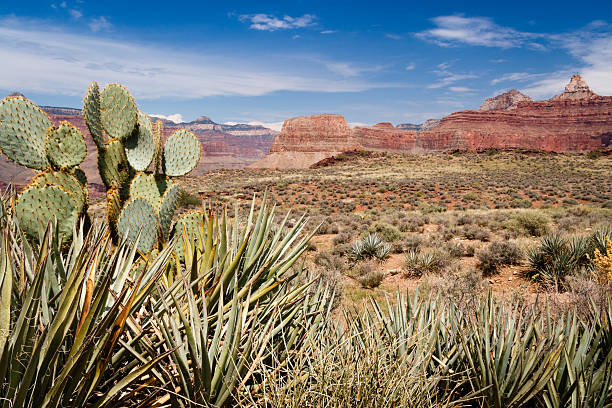 Grand Canyon National Park South Kaibab Trail Grand Canyon National Park, Arizona, United States. Walking the South Kaibab Trail to the bottom of the canyon. south kaibab trail stock pictures, royalty-free photos & images