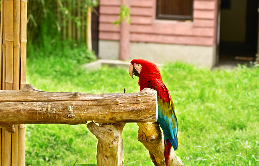 Multicolored parrot sits on a wooden structure in the Shanghai Zoo.