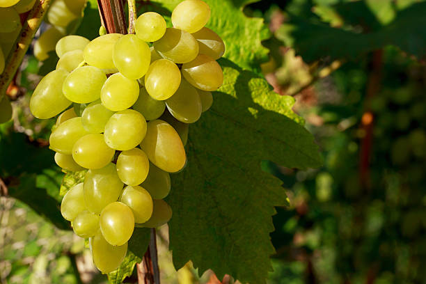 istock bunch of ripe grapes 621894342