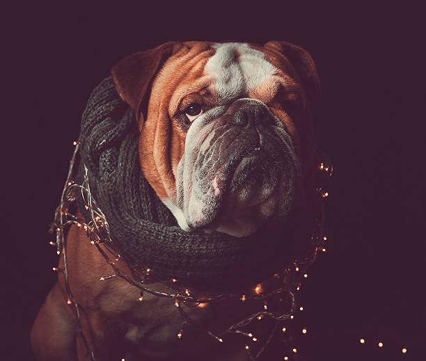 English bulldog with Christmas lights stock photo