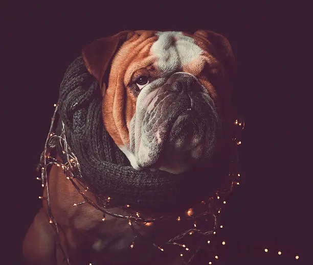 Photo of English bulldog with Christmas lights