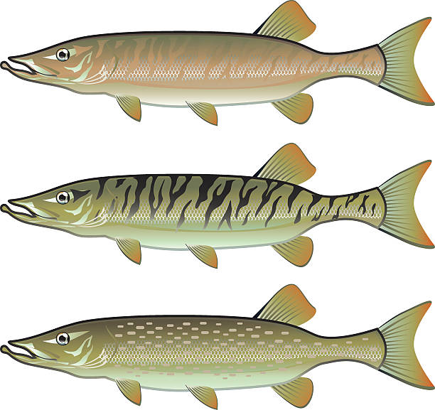 Musky Tiger musky and Northern Pike vector illustration fish predators - ilustração de arte vetorial