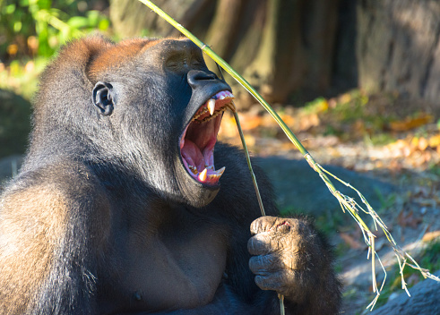 A gorilla opens his mouth wide and shows his teeth