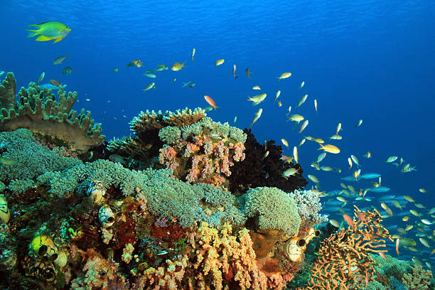 istock Raja Ampat Coral Reef 621898934