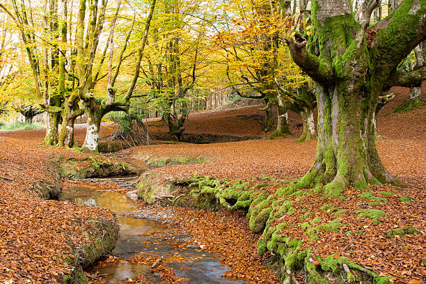 istock colorful misty forest at gorbea natural park, biscay 621900488