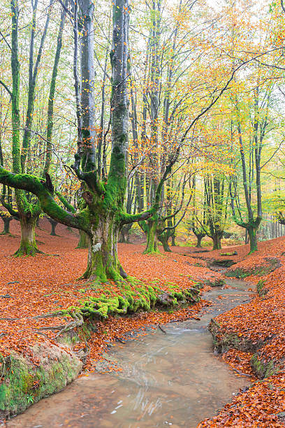 istock colorful otzarreta forest at gorbea natural park, biscay 621900760