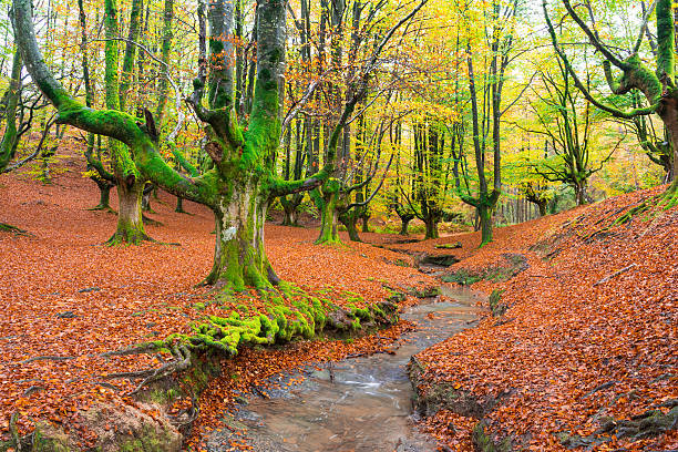 colorful otzarreta forest at gorbea natural park, biscay