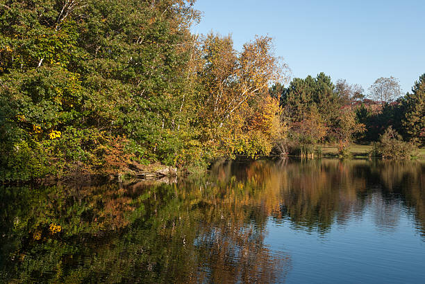 istock Autumn pond in Monroe County, Wisconsin, USA 621900856