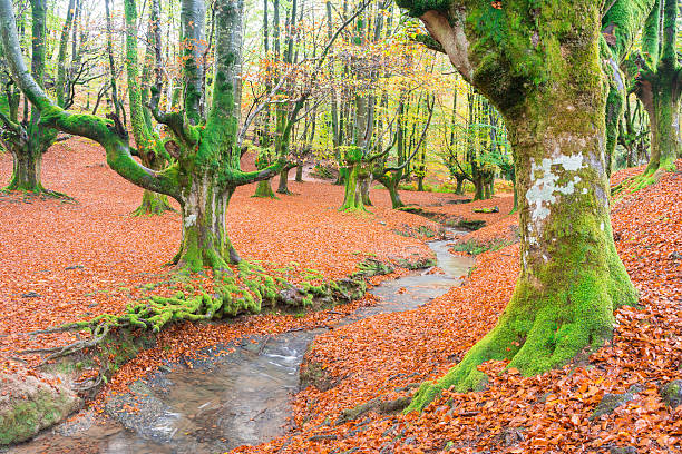 istock colorful otzarreta forest at gorbea natural park, biscay 621900880