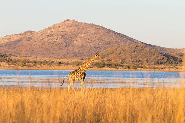 Photo of Giraffe from South Africa, Pilanesberg National Park. Africa