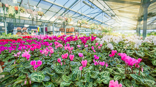 istock Greenhouse full of plants 621901208